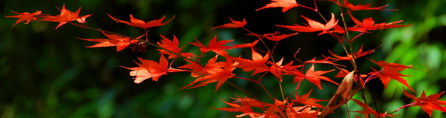 cropped-Autumn-koyo-1.png